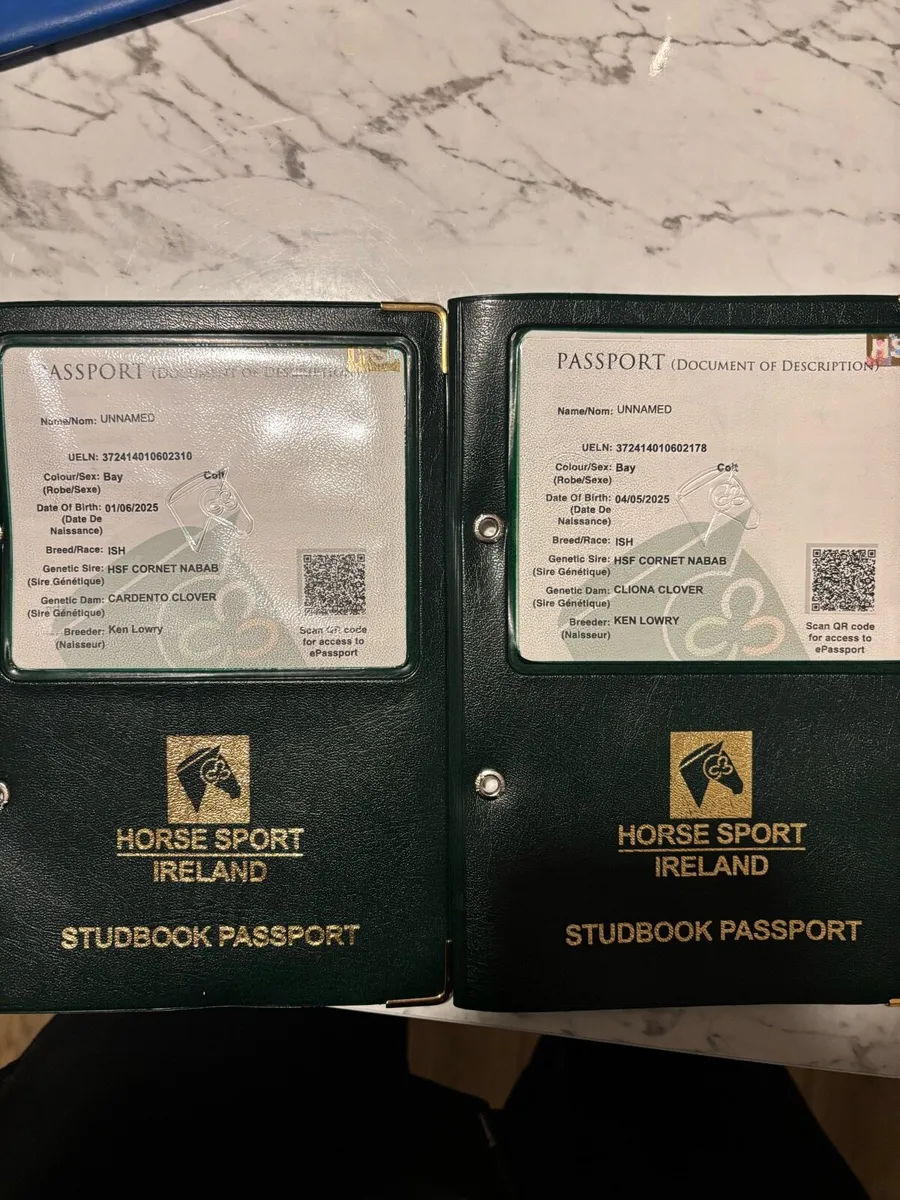 Yearlings and 5 year old - Image 2