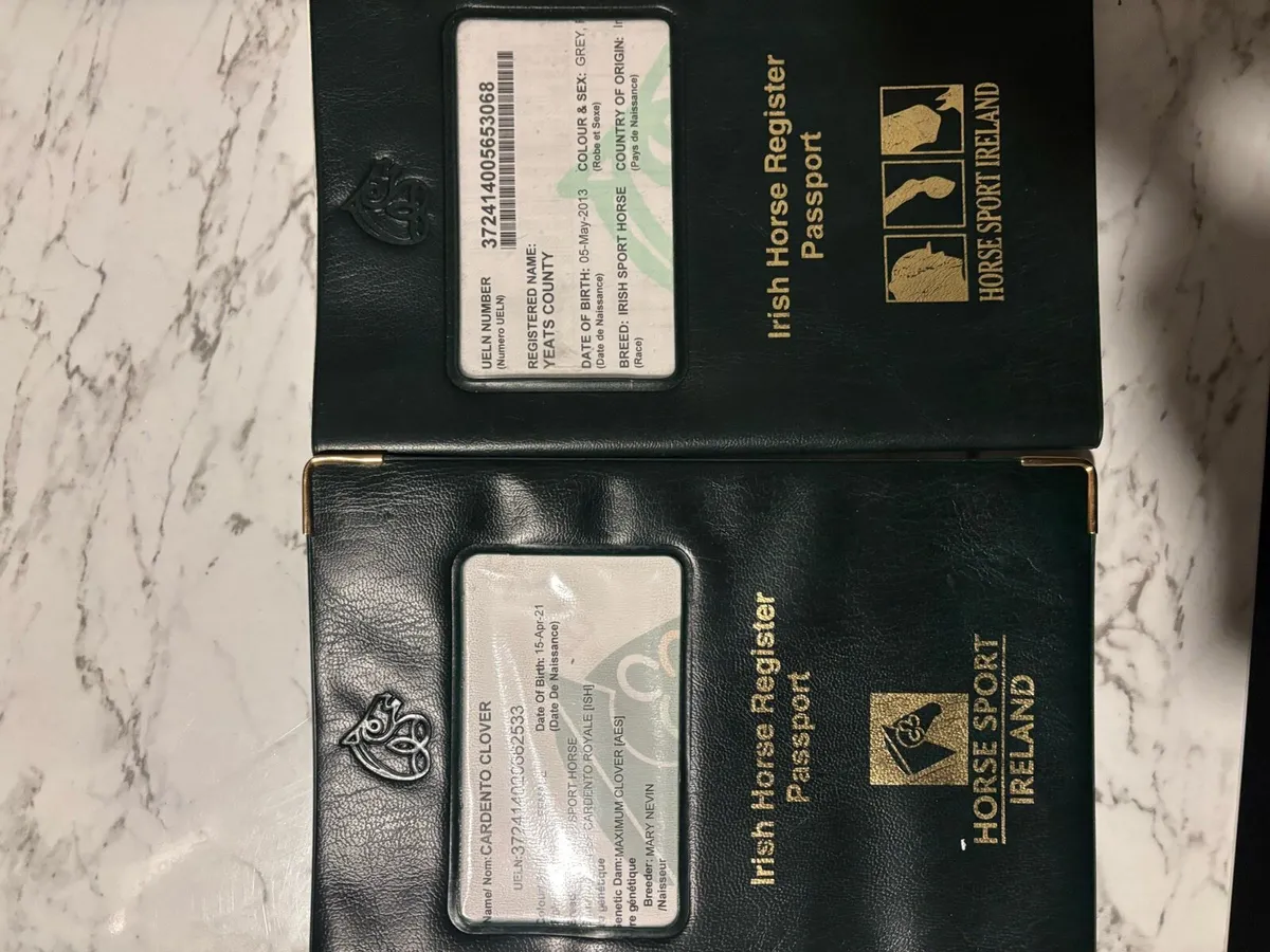 Yearlings and 5 year old - Image 3