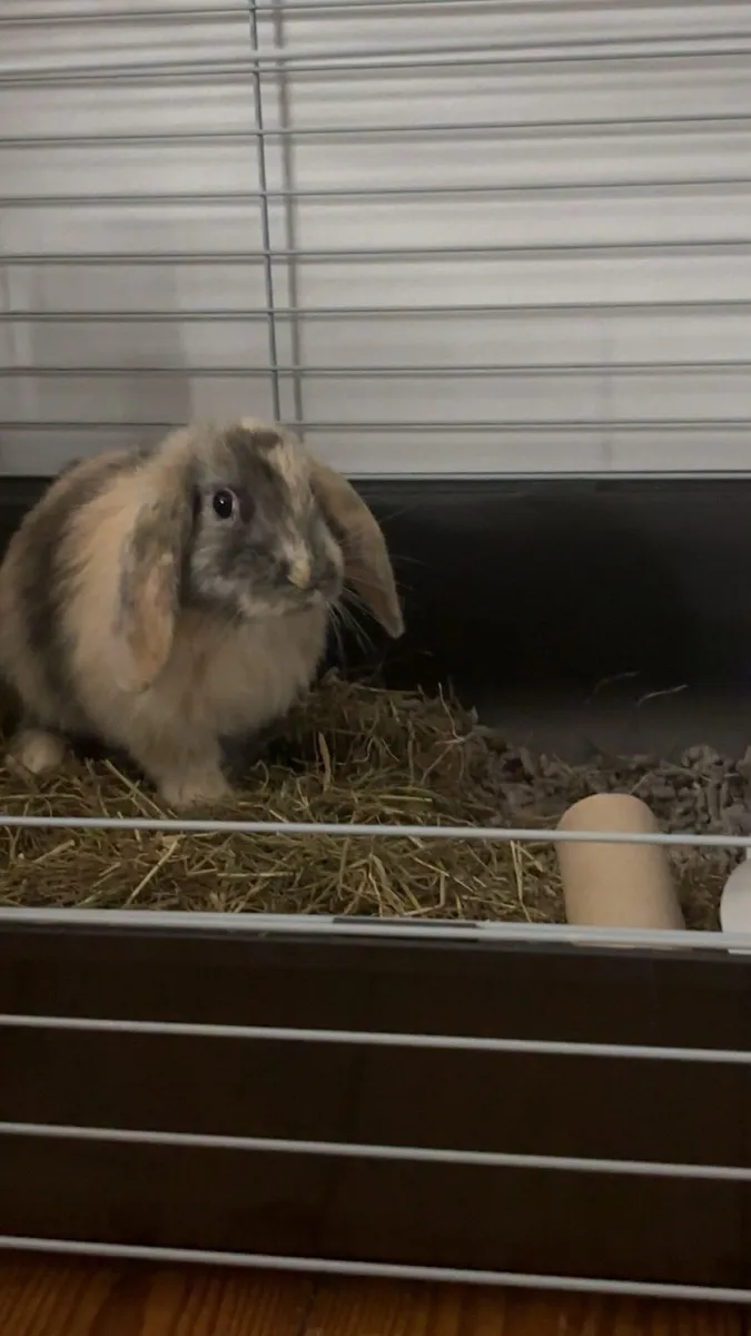 Male Bunny rabbit with cage - Image 1