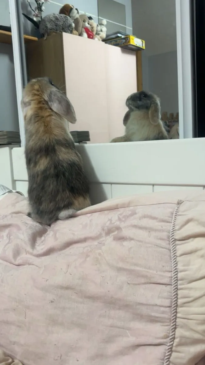 Male Bunny rabbit with cage - Image 3