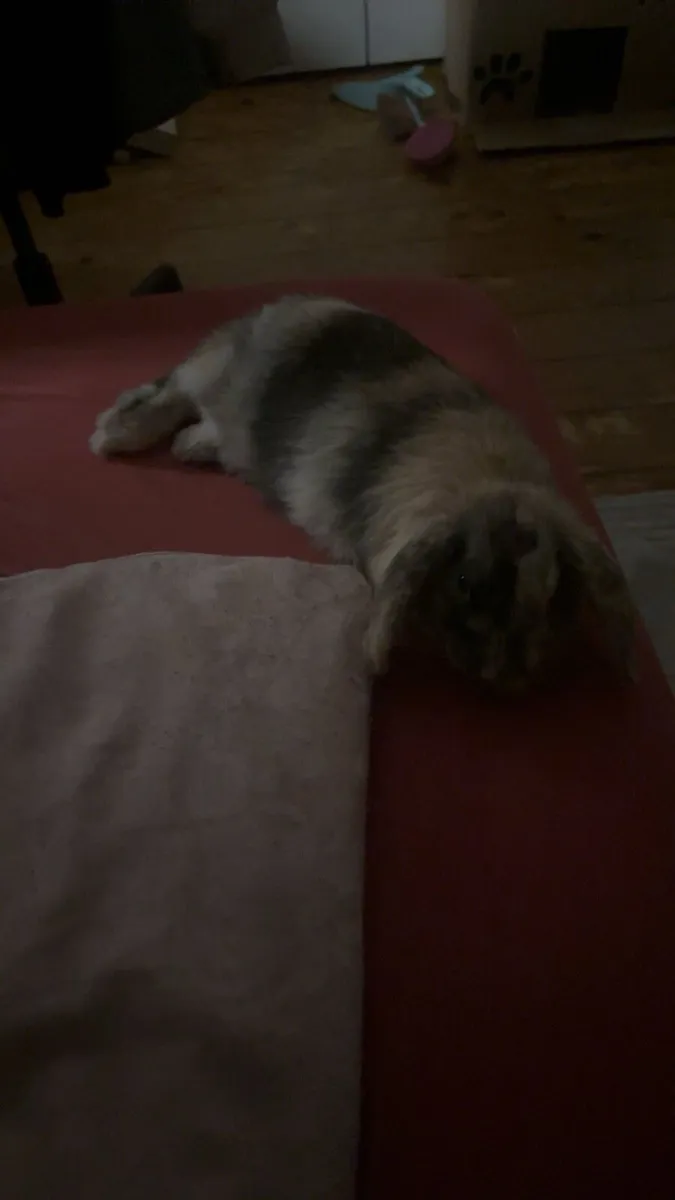 Male Bunny rabbit with cage - Image 4