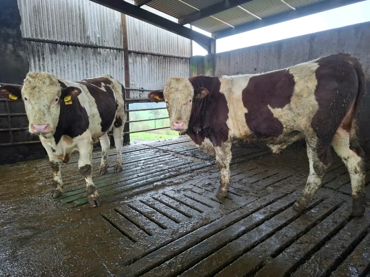 Montbeliarde Bulls - Image 1