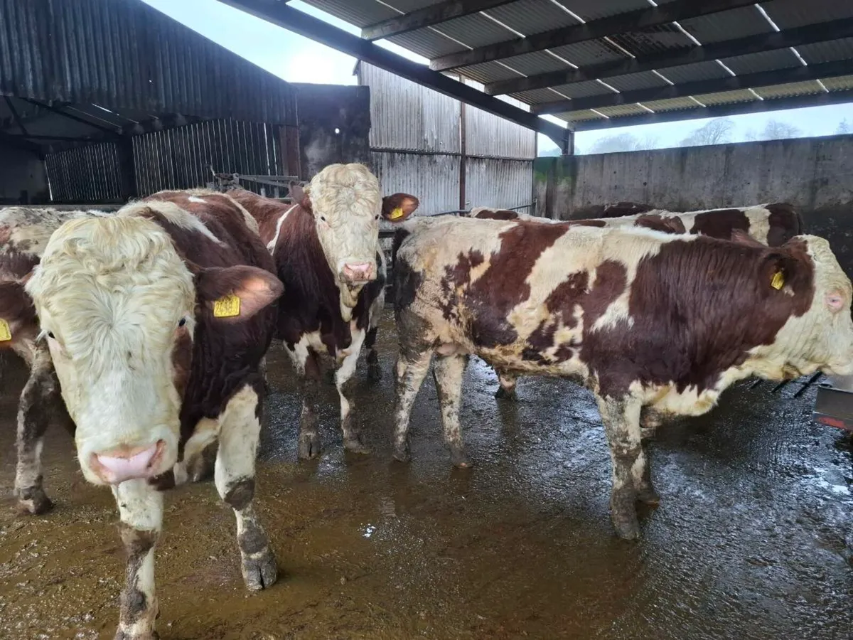 Montbeliarde Bulls - Image 2