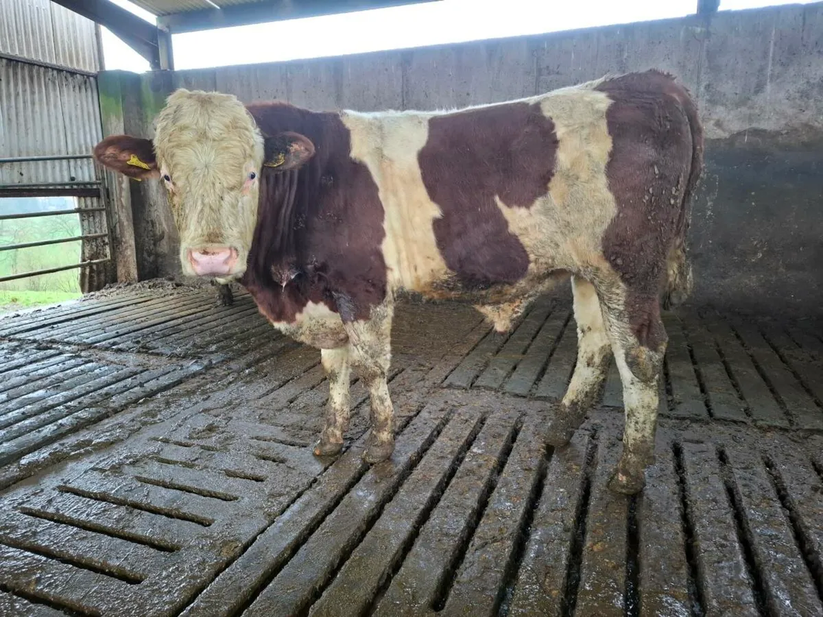 Montbeliarde Bulls - Image 3