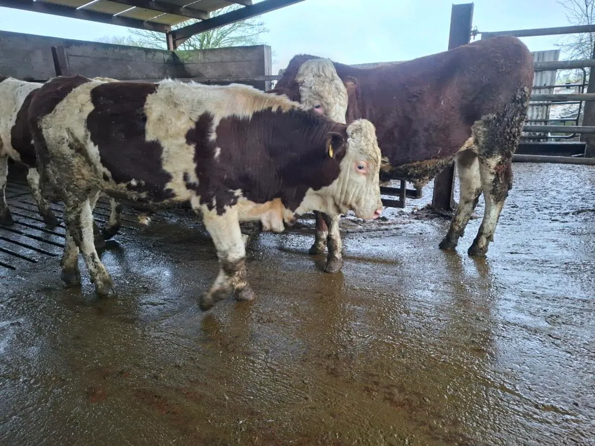 Montbeliarde Bulls - Image 4