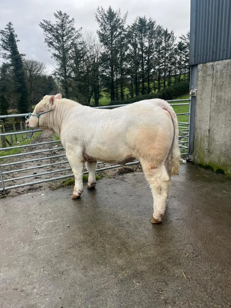 Charolais Bulls - Image 4