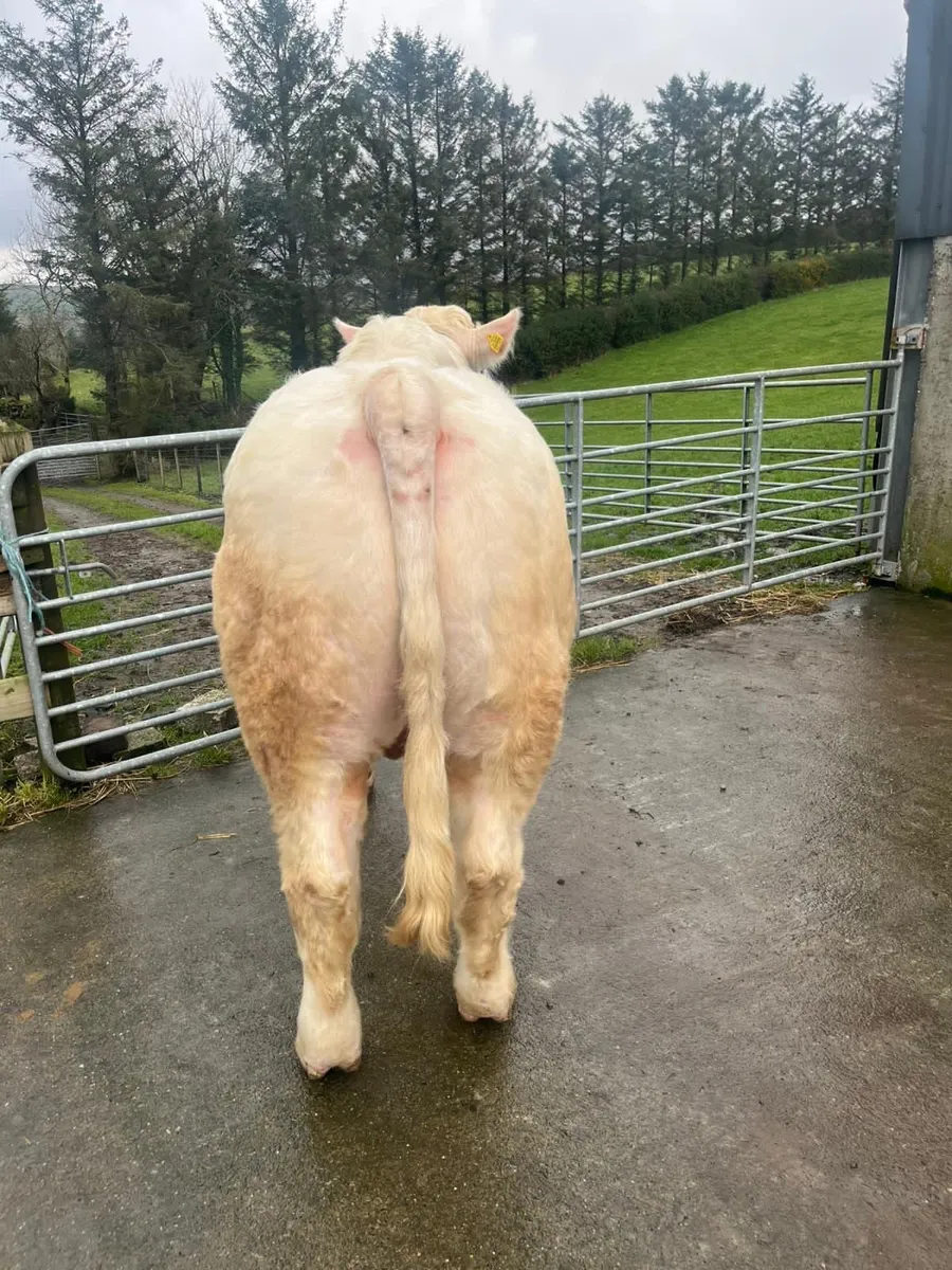 Charolais Bulls - Image 2