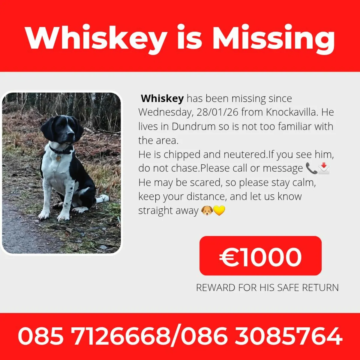 Missing Dog- Beagle Springer x €1000 Reward - Image 1