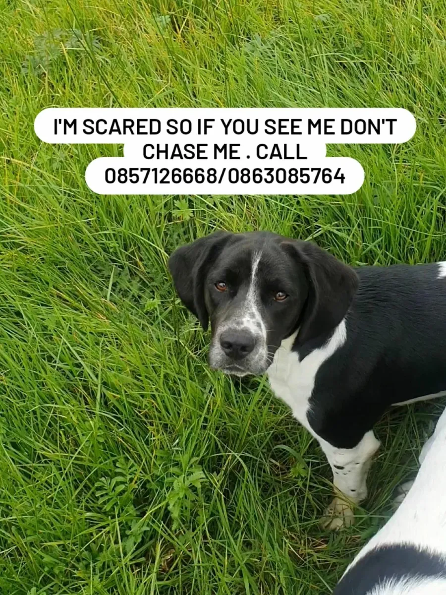 Missing Dog- Beagle Springer x €1000 Reward - Image 2