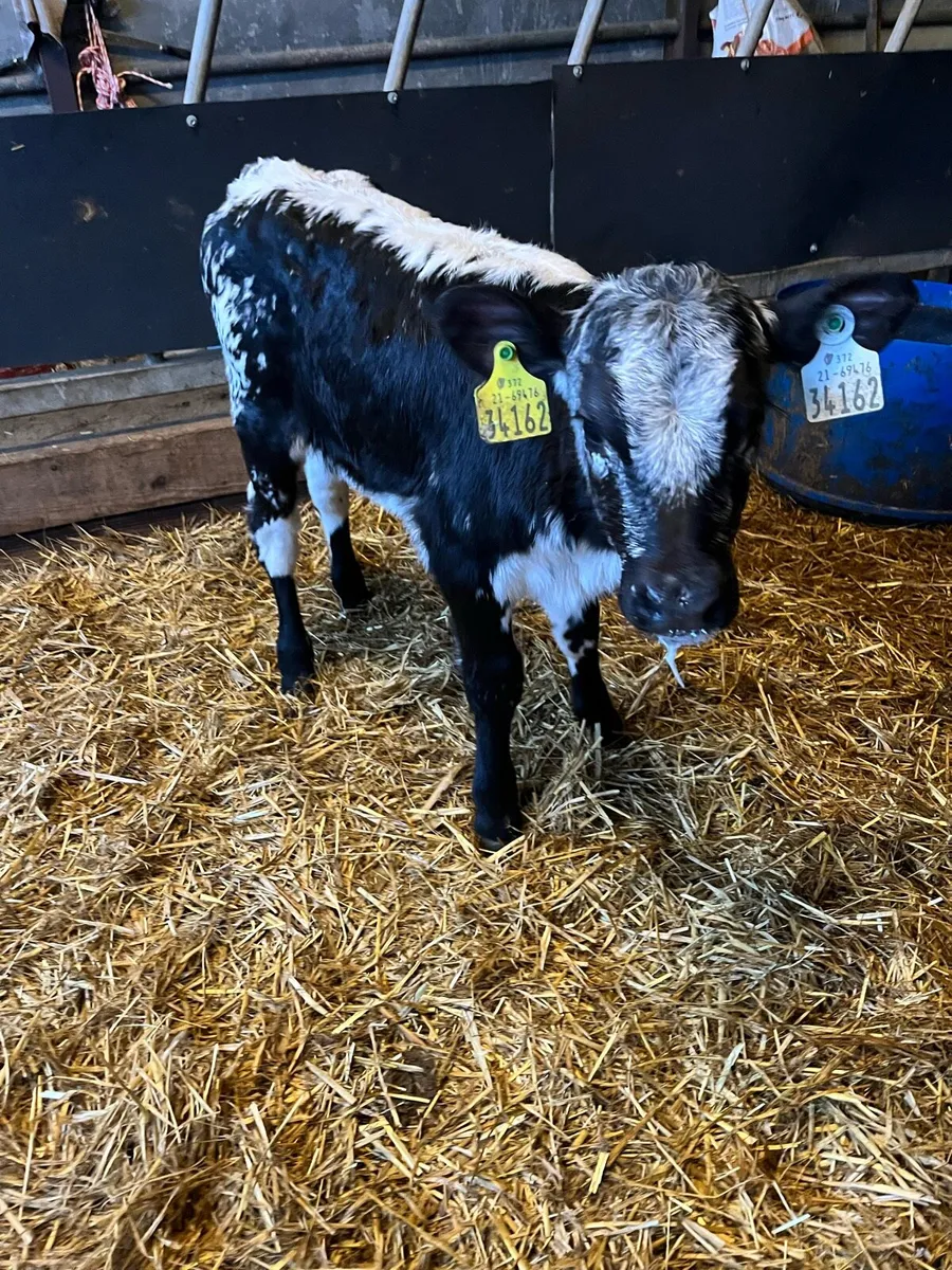 Super heifer calf - Image 1