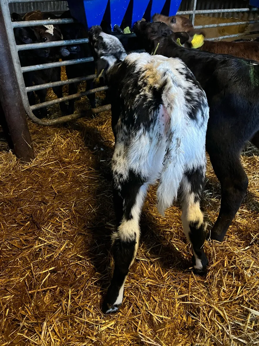 Super heifer calf - Image 2