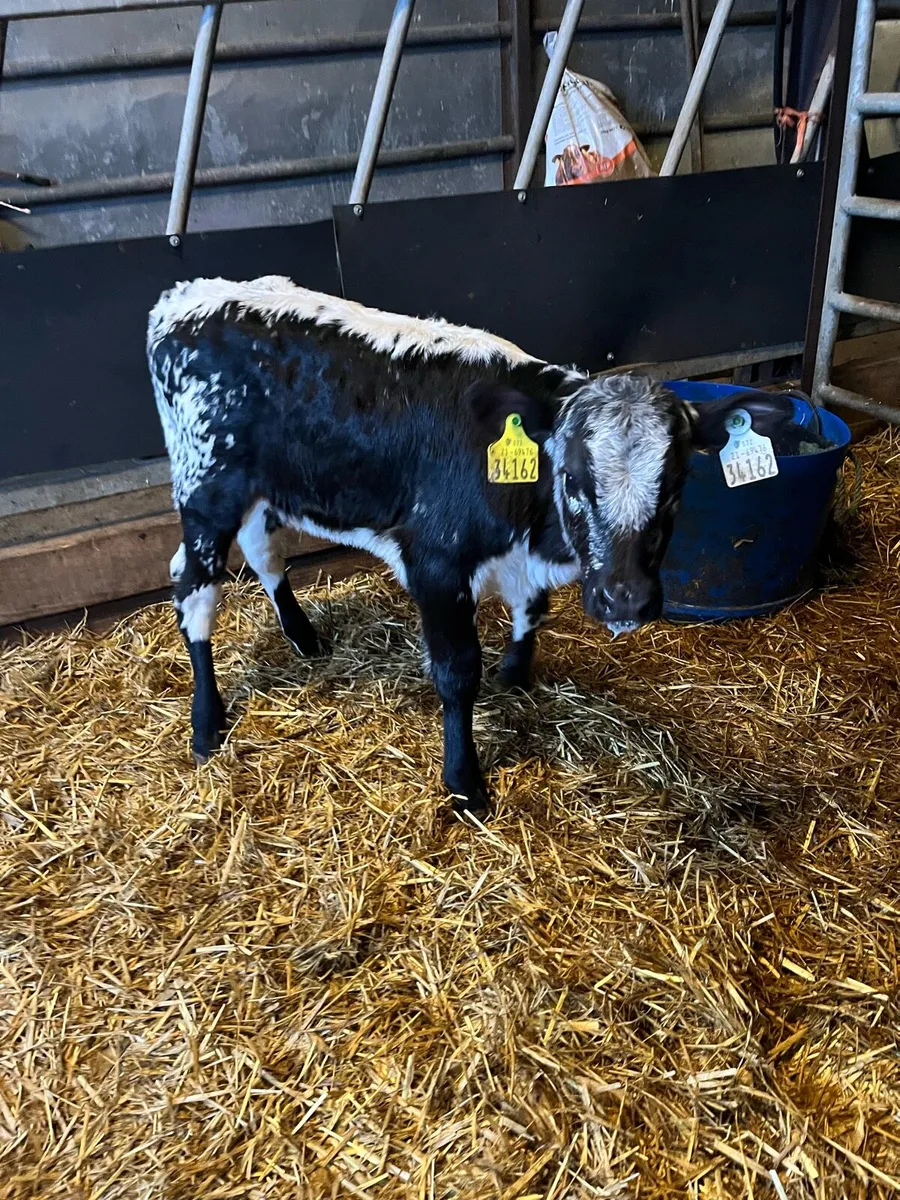 Super heifer calf - Image 3