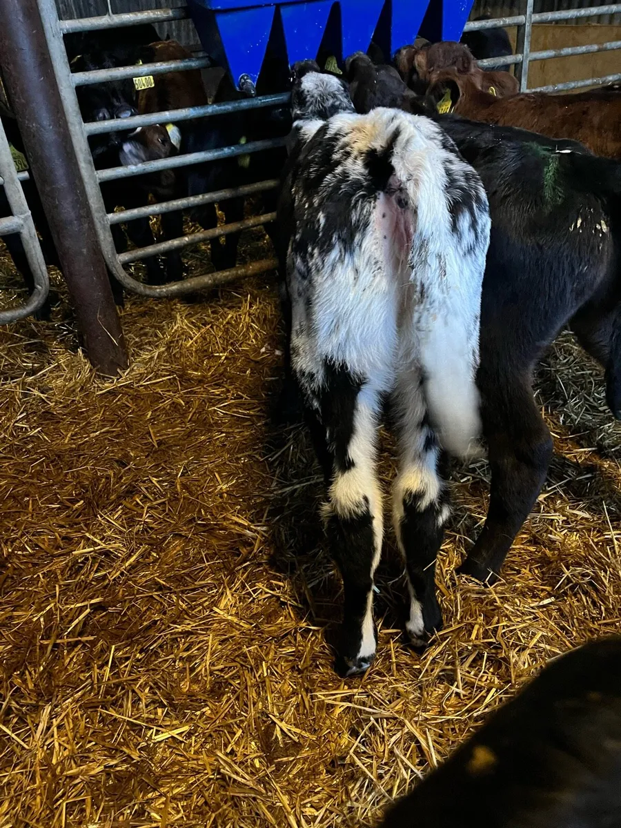 Super heifer calf - Image 4