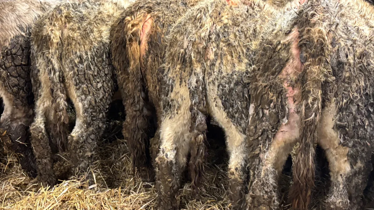 10 Quality Charolais Heifers - Image 2