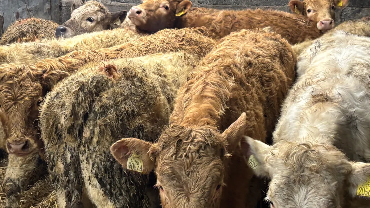 10 Quality Charolais Heifers - Image 3