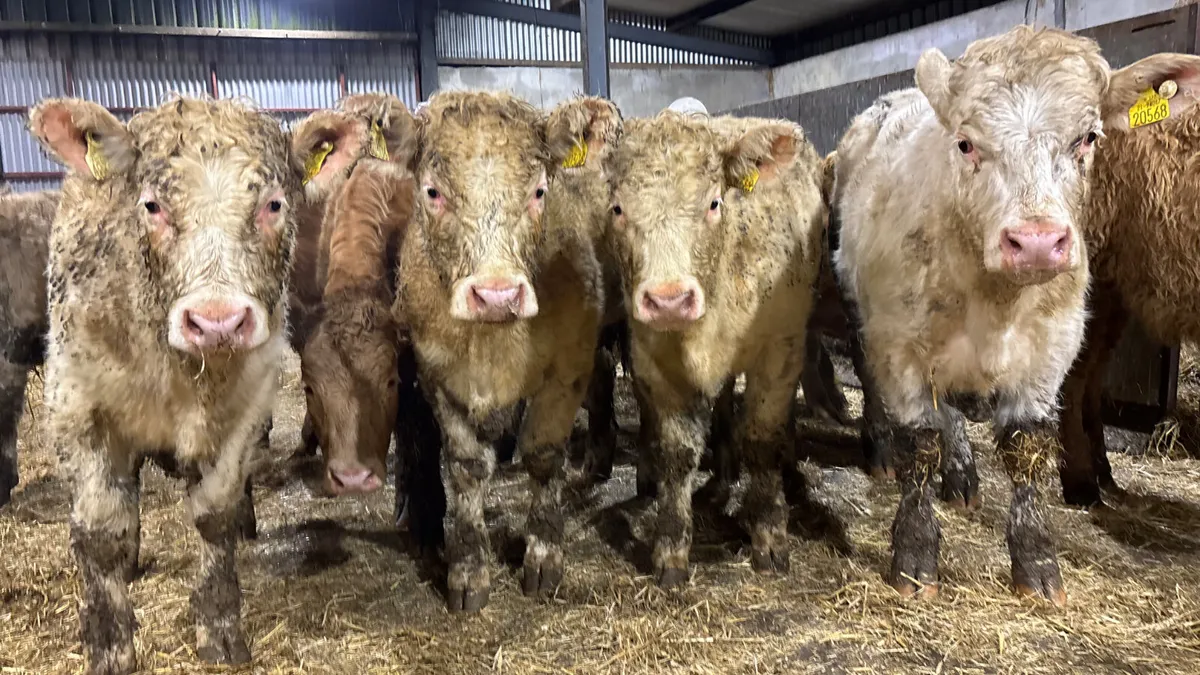 10 Quality Charolais Heifers - Image 1