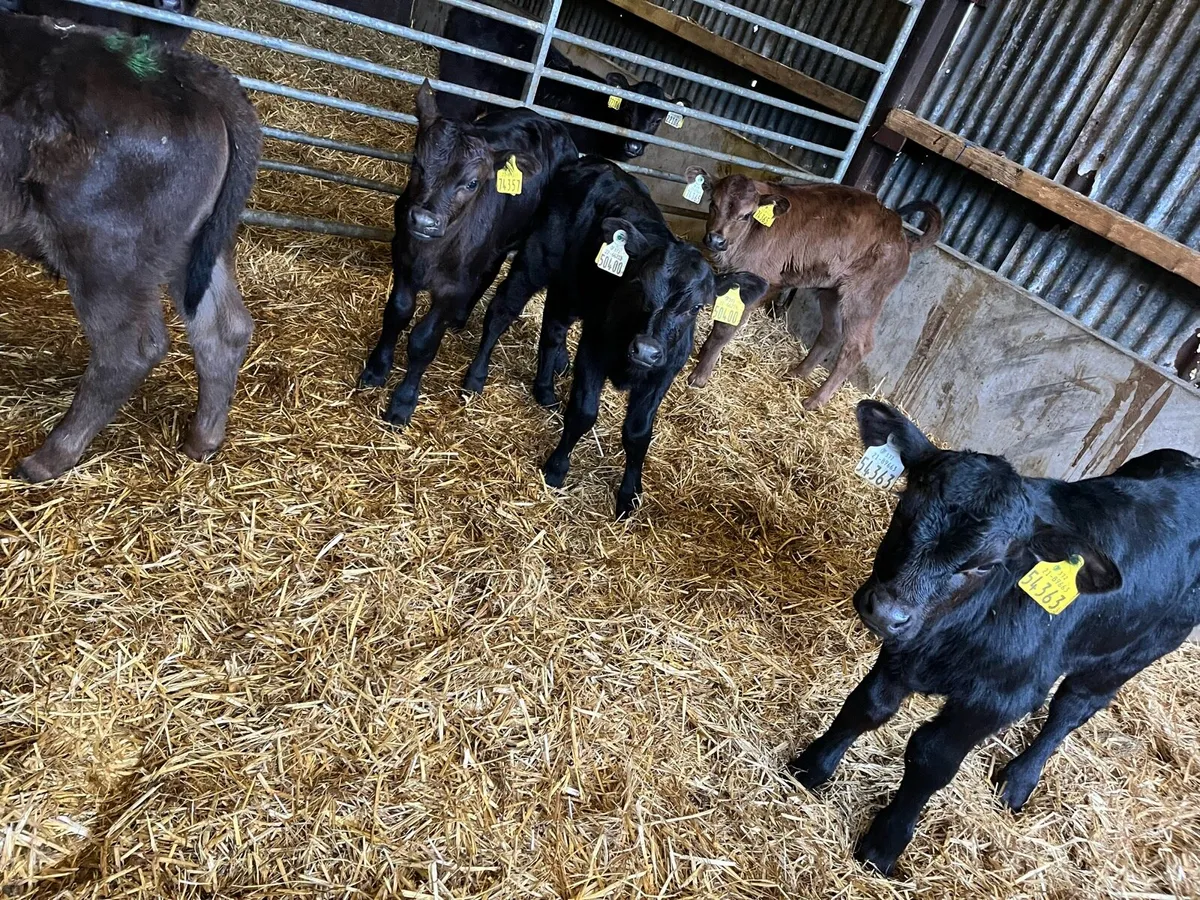 5 Angus bull calves - Image 3