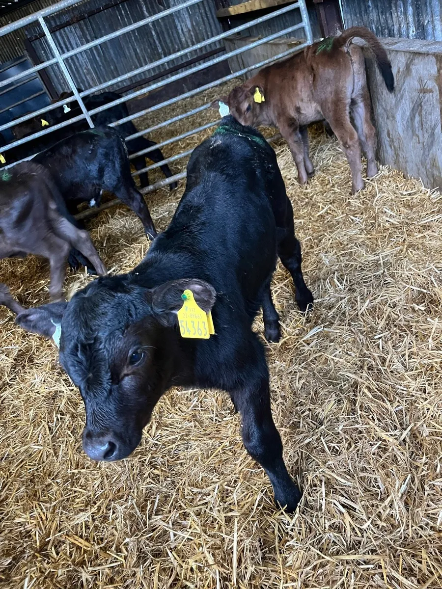 5 Angus bull calves - Image 4