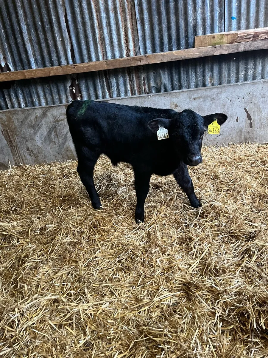 5 Angus bull calves - Image 2