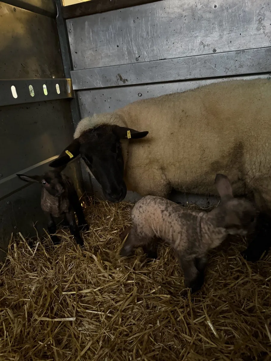 Pet lambs - Image 4