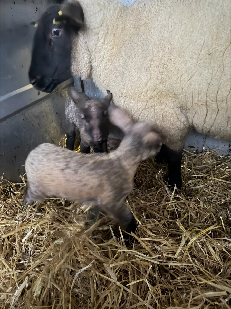 Pet lambs - Image 1