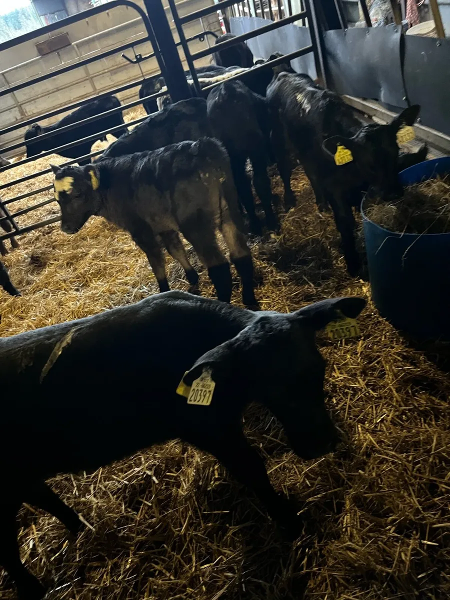 20 Angus heifer calves - Image 1
