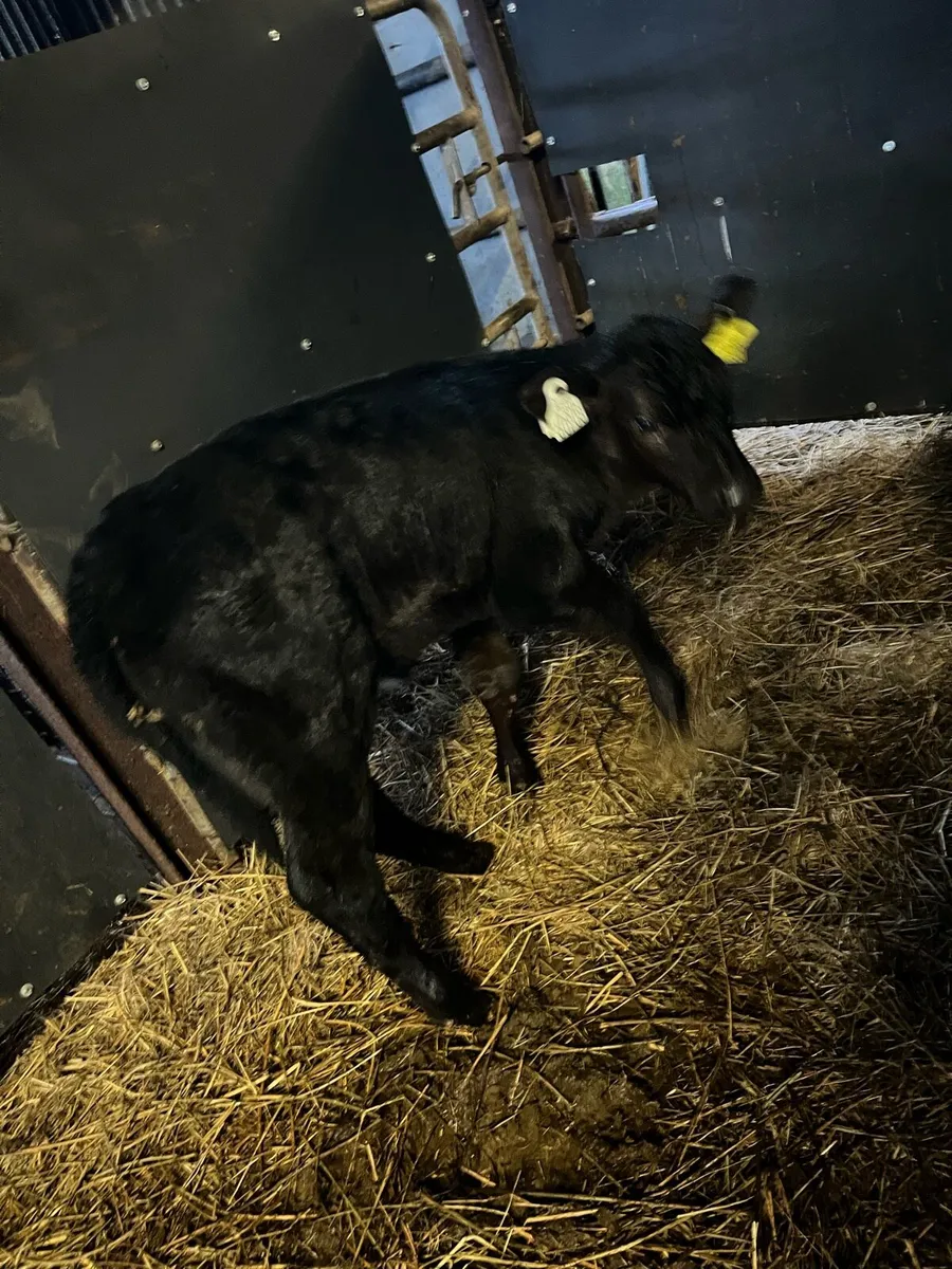 20 Angus heifer calves - Image 4