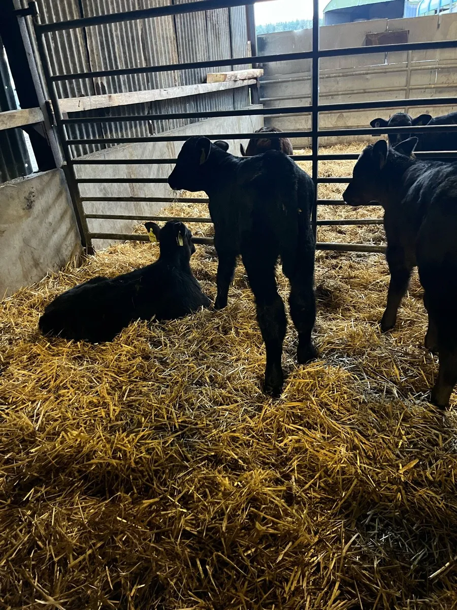 20 Angus heifer calves - Image 3