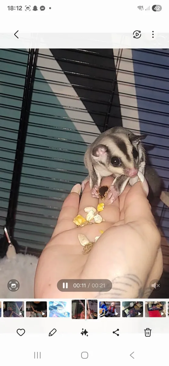 Sugar gliders - Image 1