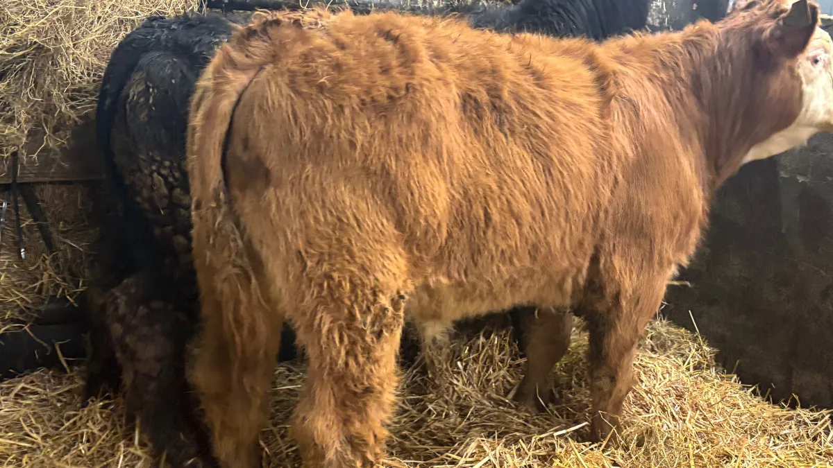 2 Limousin Bull Wealings - Image 2