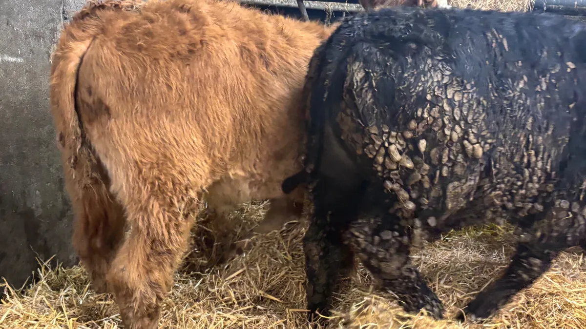 2 Limousin Bull Wealings - Image 3