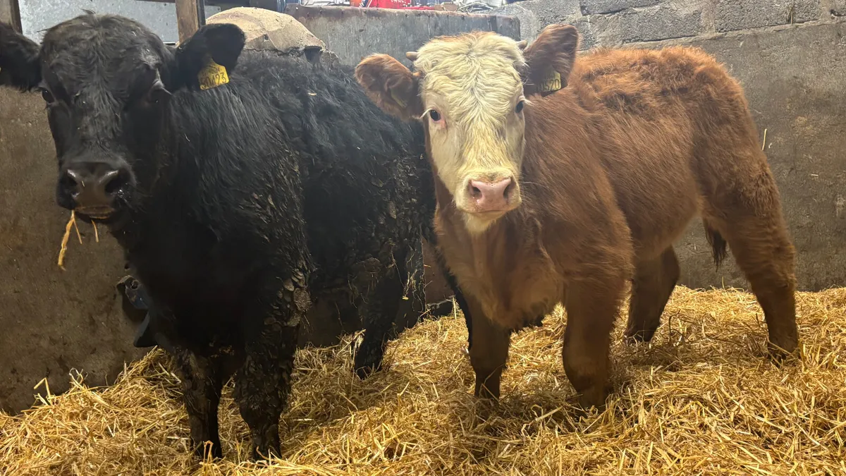 2 Limousin Bull Wealings - Image 1