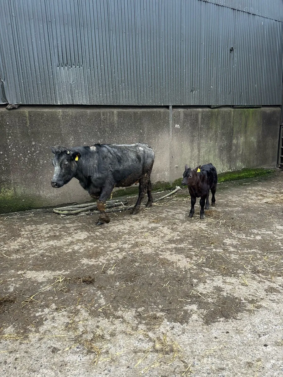 Cow and calf - Image 1