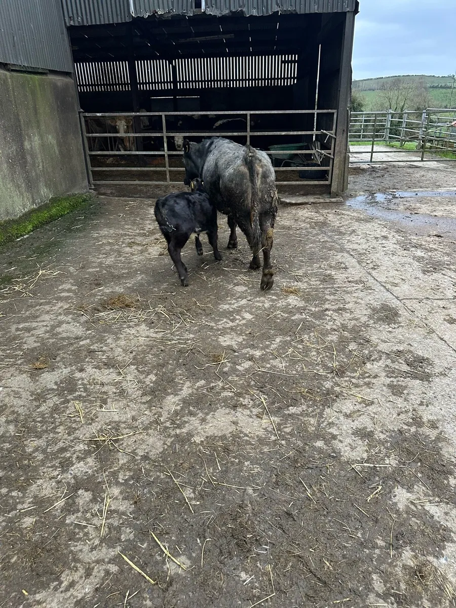 Cow and calf - Image 2