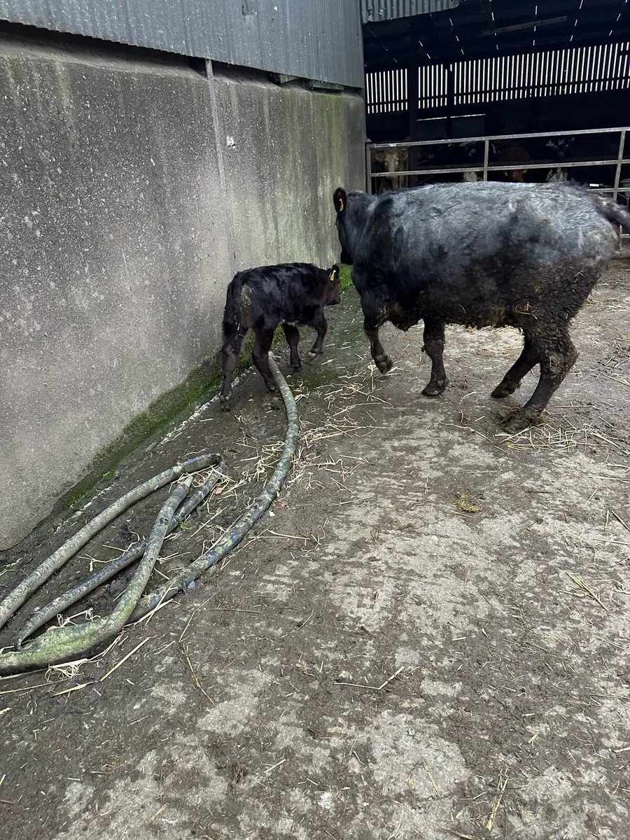 Cow and calf - Image 4