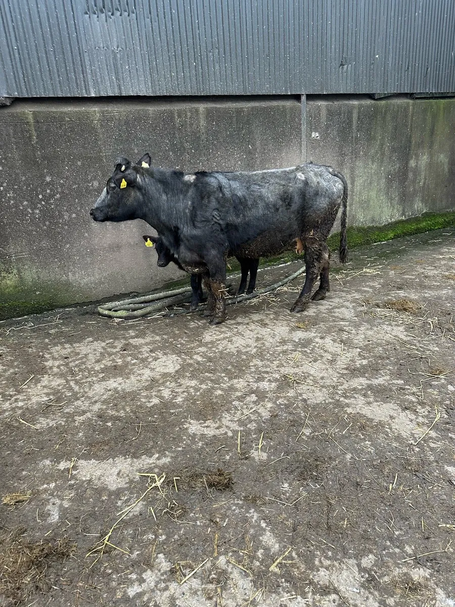 Cow and calf - Image 3