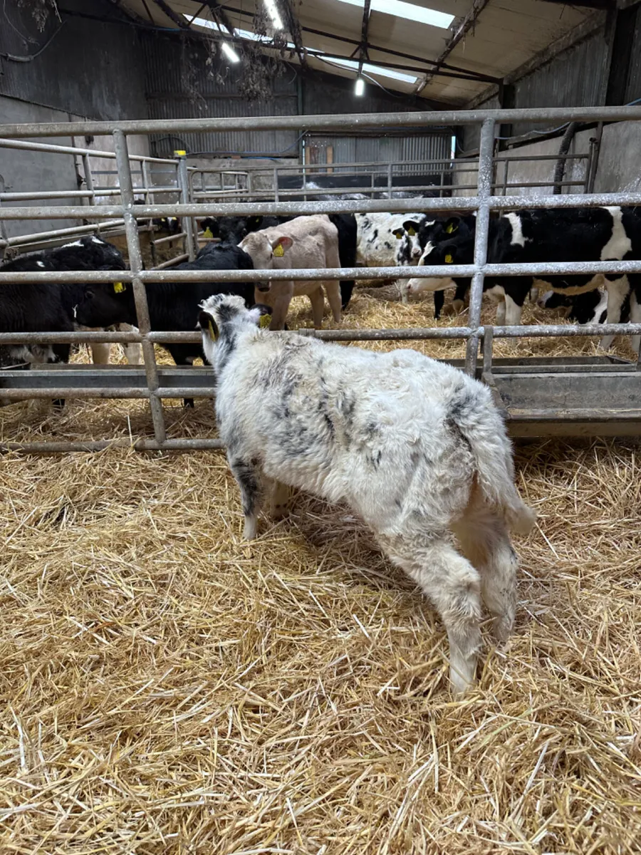 Blue show heifer - Image 2