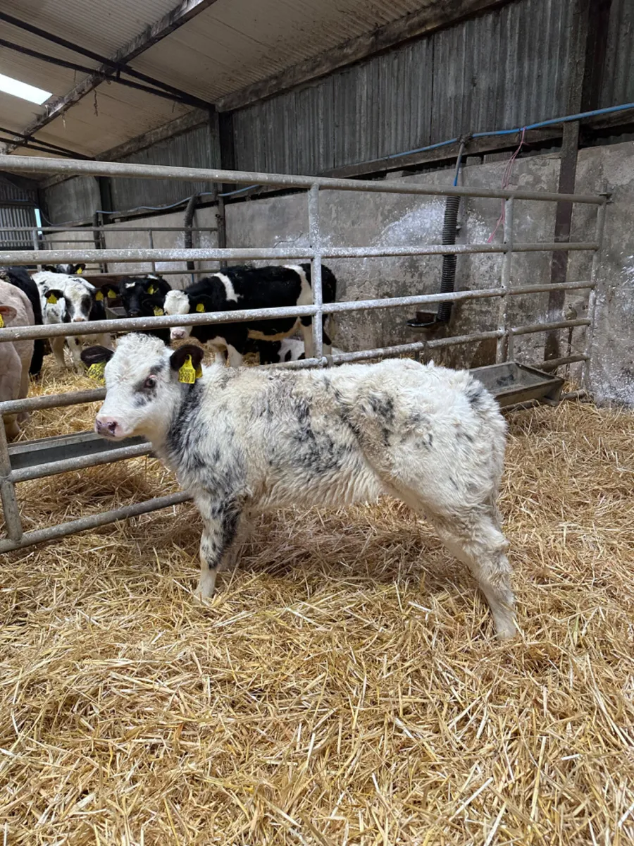 Blue show heifer - Image 1