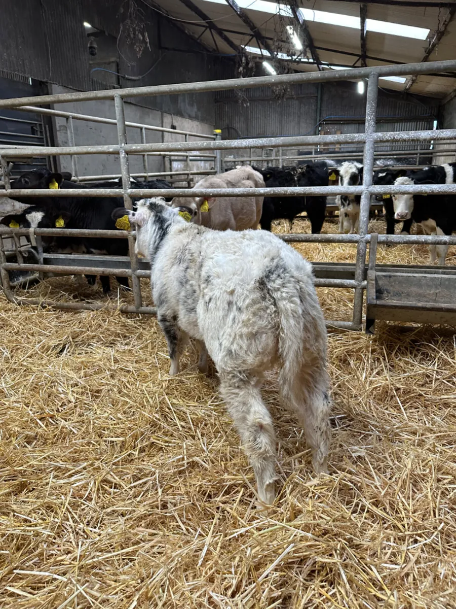 Blue show heifer - Image 4