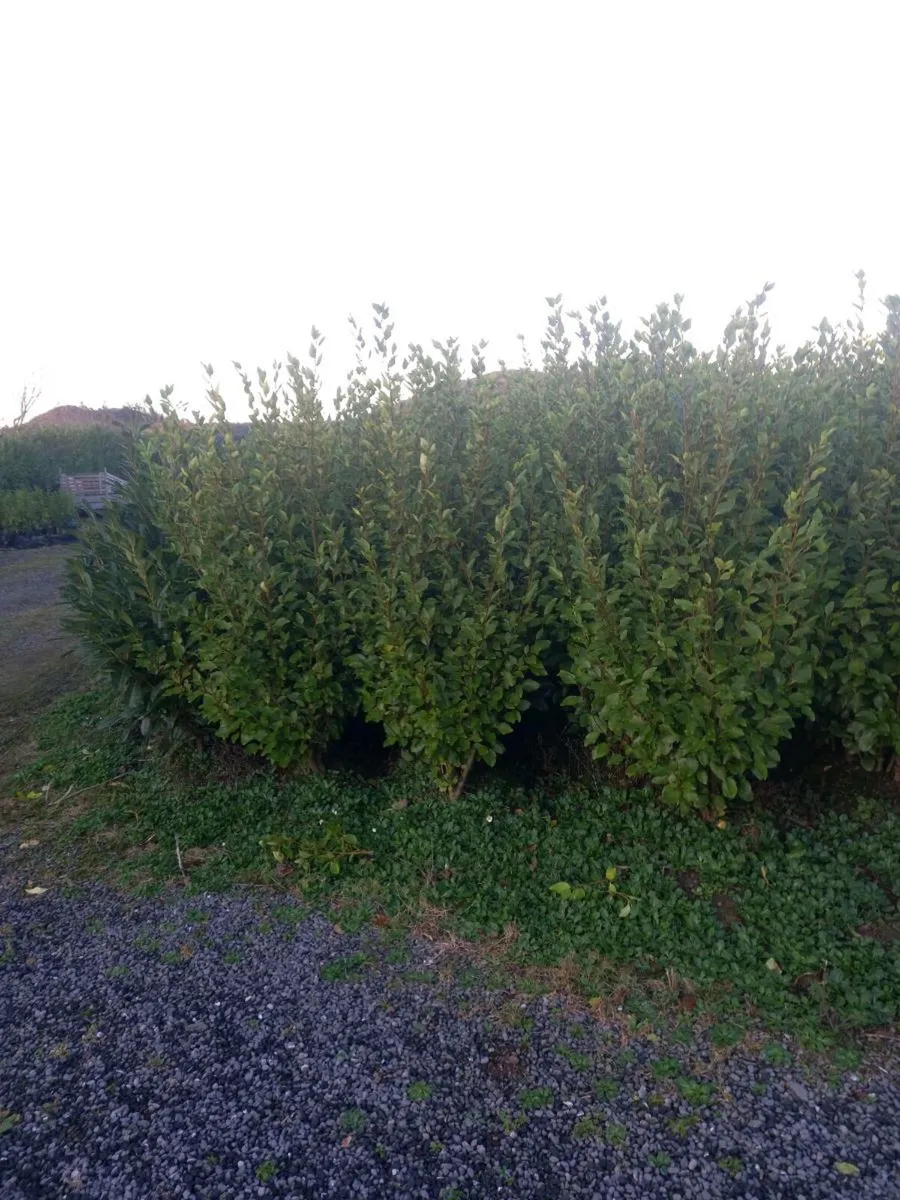 Hedging  plants - Image 1