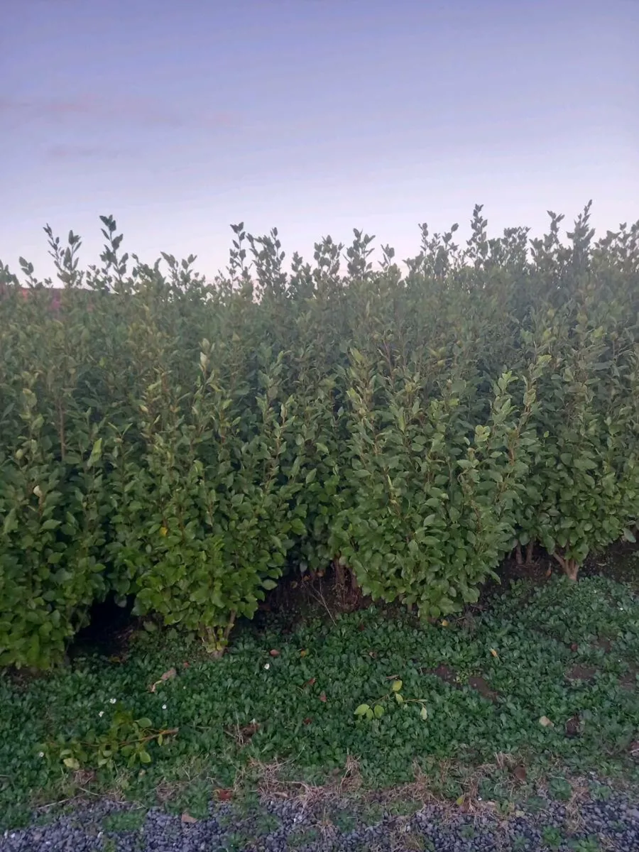 Hedging  plants - Image 2