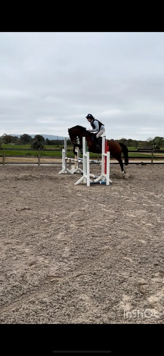 15hh Allrounder Mare - Image 3