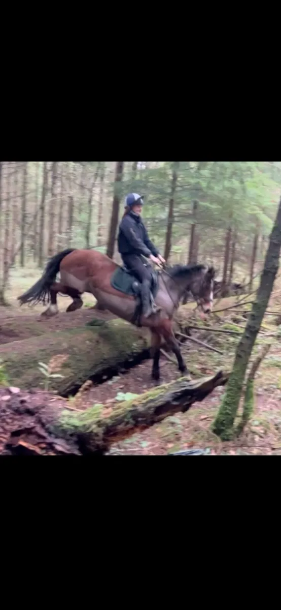 15hh Allrounder Mare - Image 2