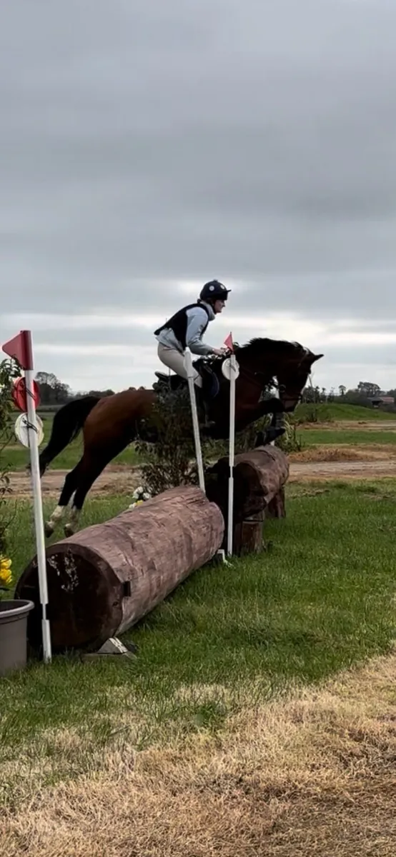 15hh Allrounder Mare - Image 4