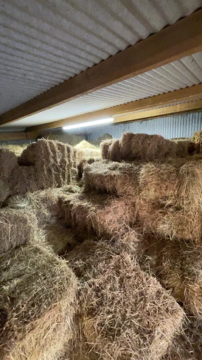 Small square bales - Image 2