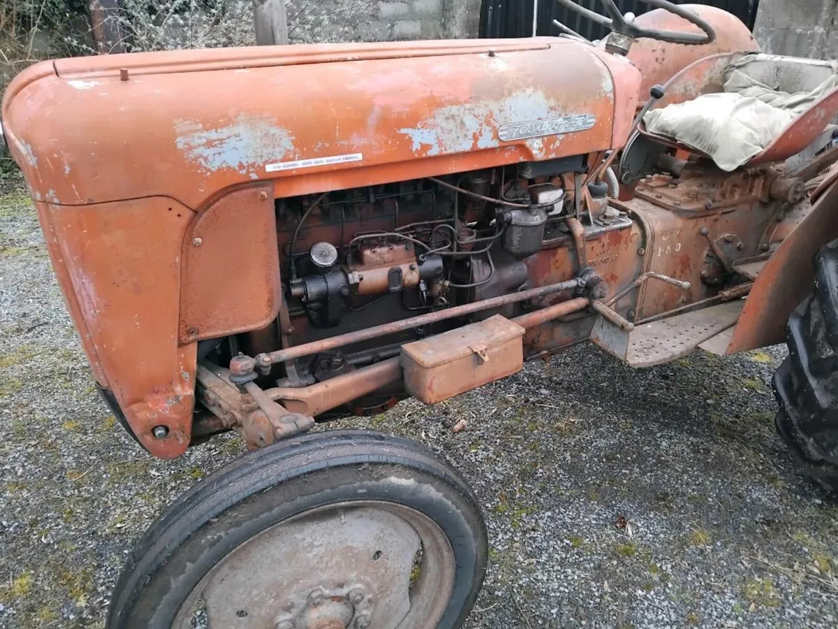 MF goldbelly 35 - Image 3