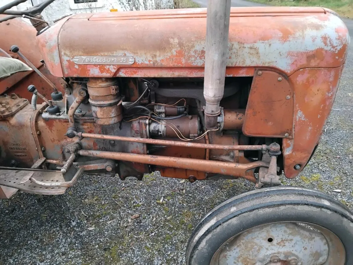 MF goldbelly 35 - Image 4