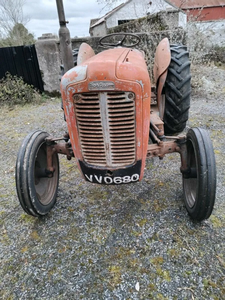 MF goldbelly 35 - Image 1