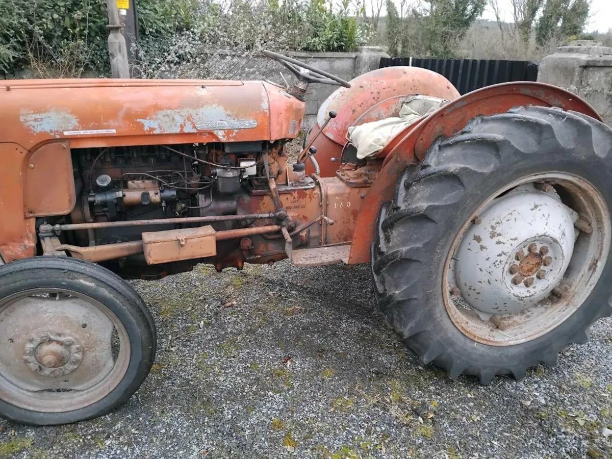 MF goldbelly 35 - Image 2