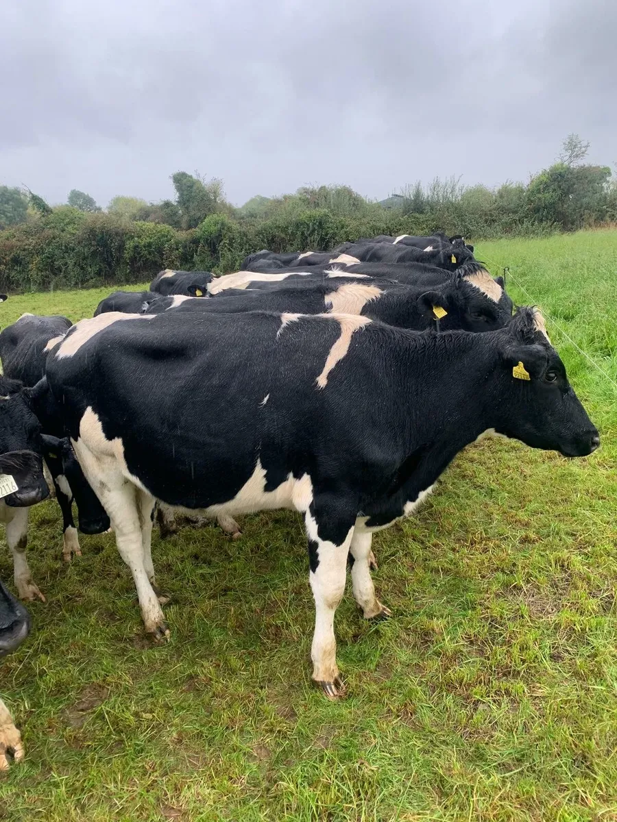Incalf heifers - Image 1